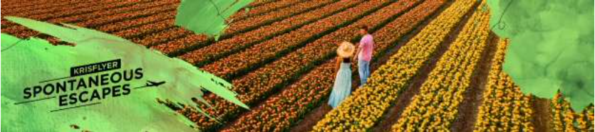 a group of people walking in a field of flowers